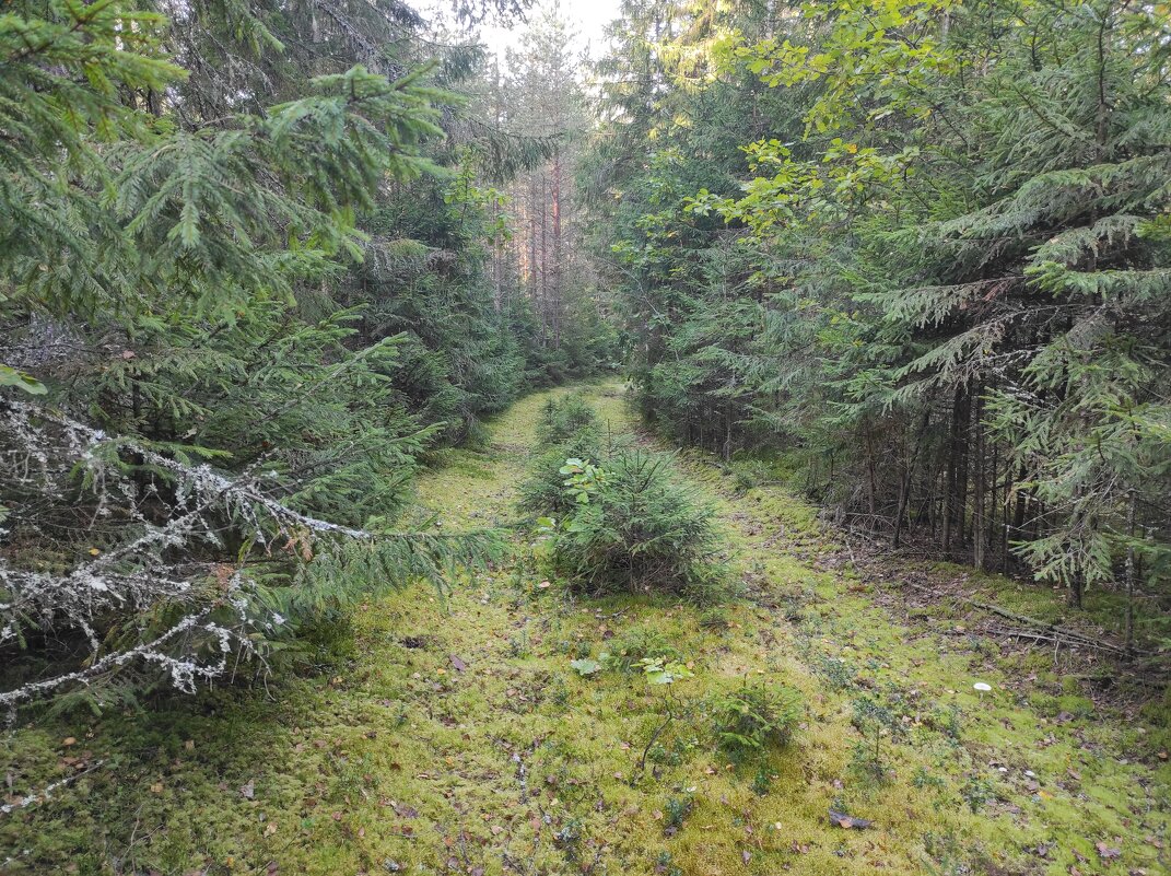 Лесная дорога, зарастающая ёлочками - Игорь Ч. Лесная дорога, зарастающая ёлочками - Игорь Ч.