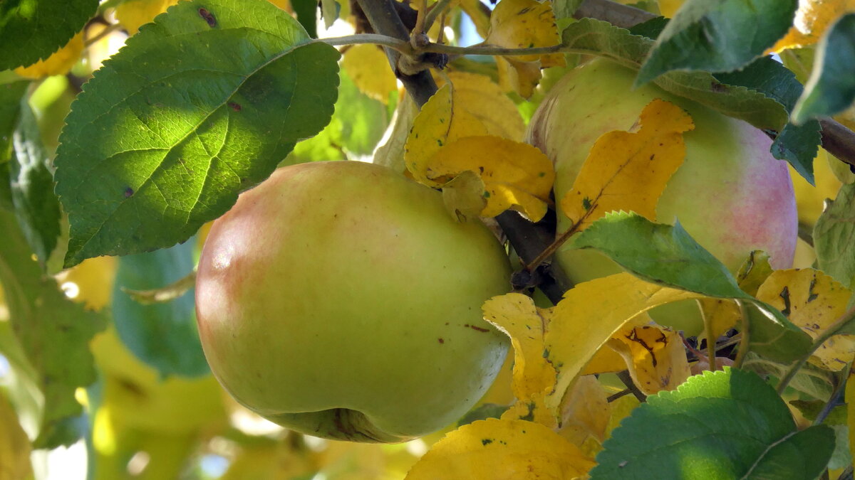 Для леса осеннего, парка и сада Опять наступила пора листопада - "The Natural World" Александер