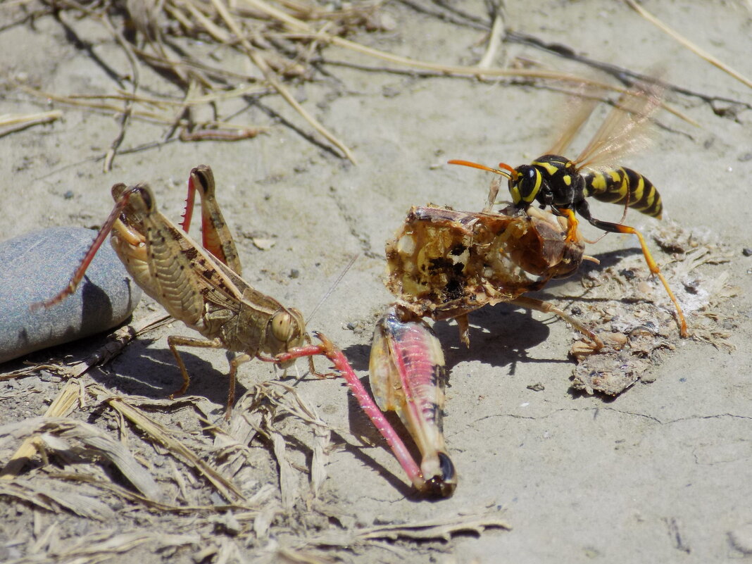 Не отдам!.. - Константин Штарк