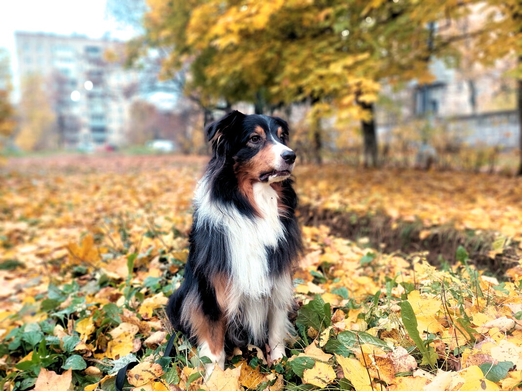 "Фантом" - Артём 