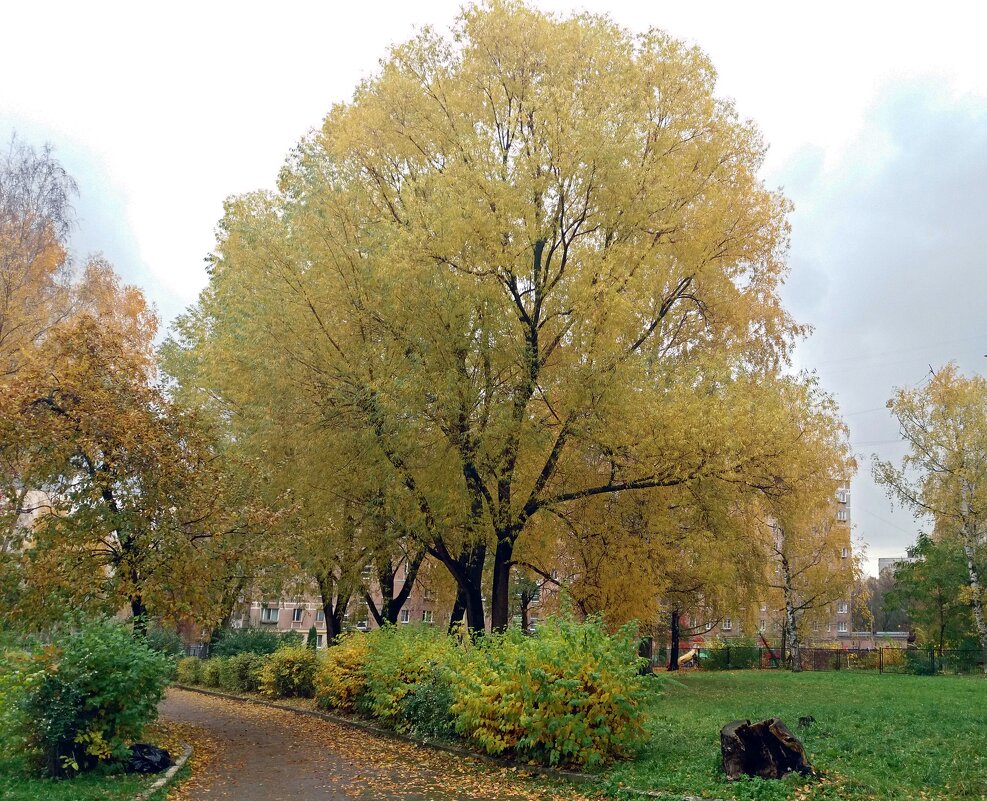 Пасмурный день - Galina Solovova