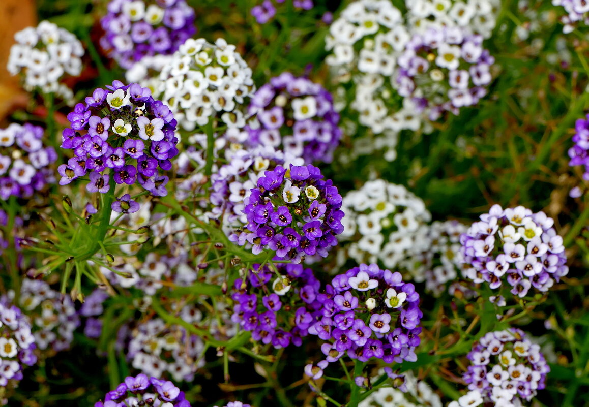 сюжеты октября  2 - Александр Прокудин