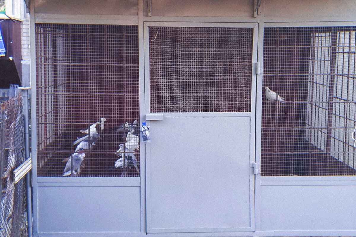 Птицы мира запертые в клетке - Игорь Солдаткин