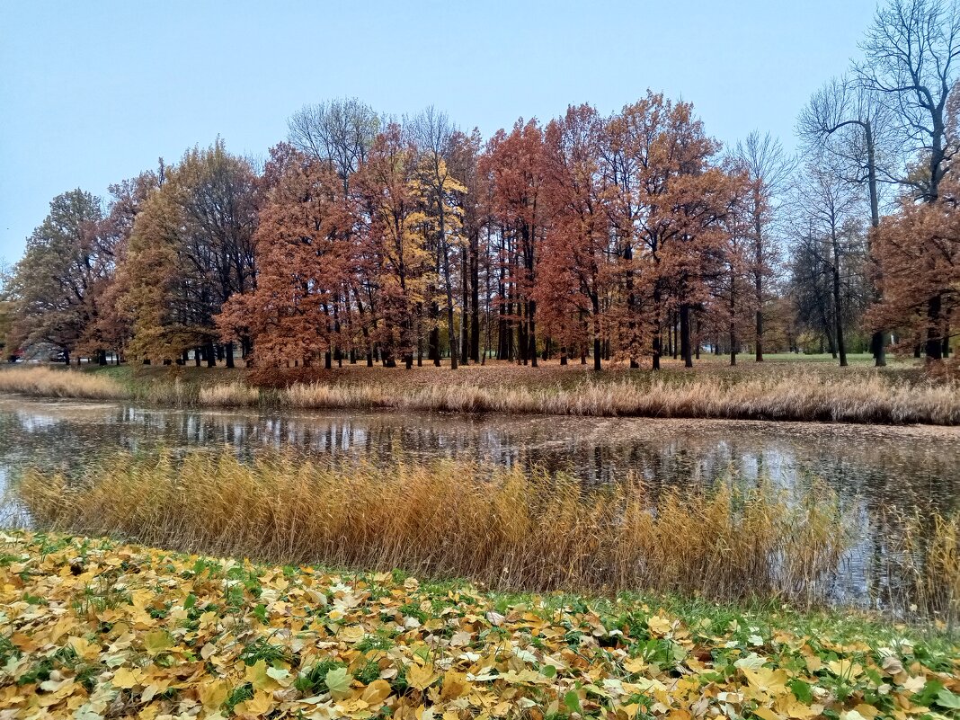 Осень - Сапсан 