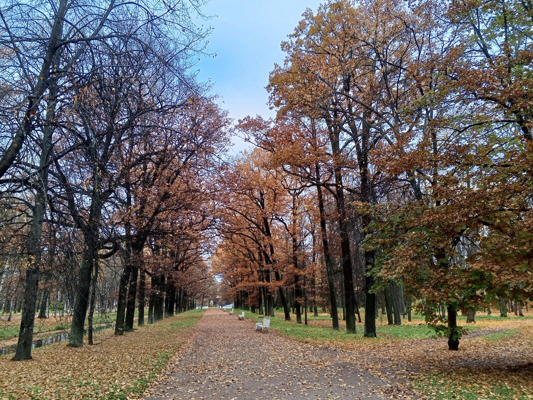 Осень - Сапсан 