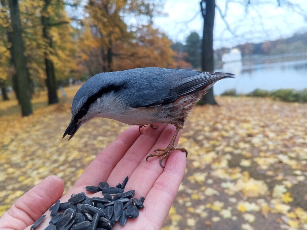 Поползень - Сапсан 