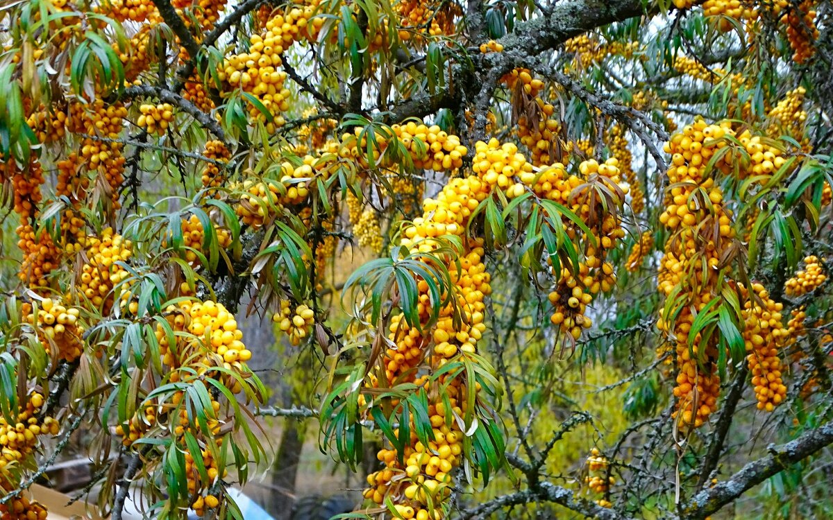 Облепиха в конце октября. - Милешкин Владимир Алексеевич 