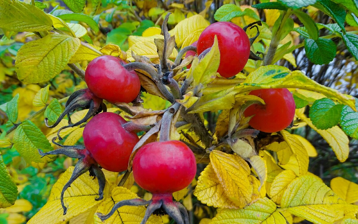 Шиповник в октябре. - Милешкин Владимир Алексеевич Шиповник в октябре. - Милешкин Владимир Алексеевич