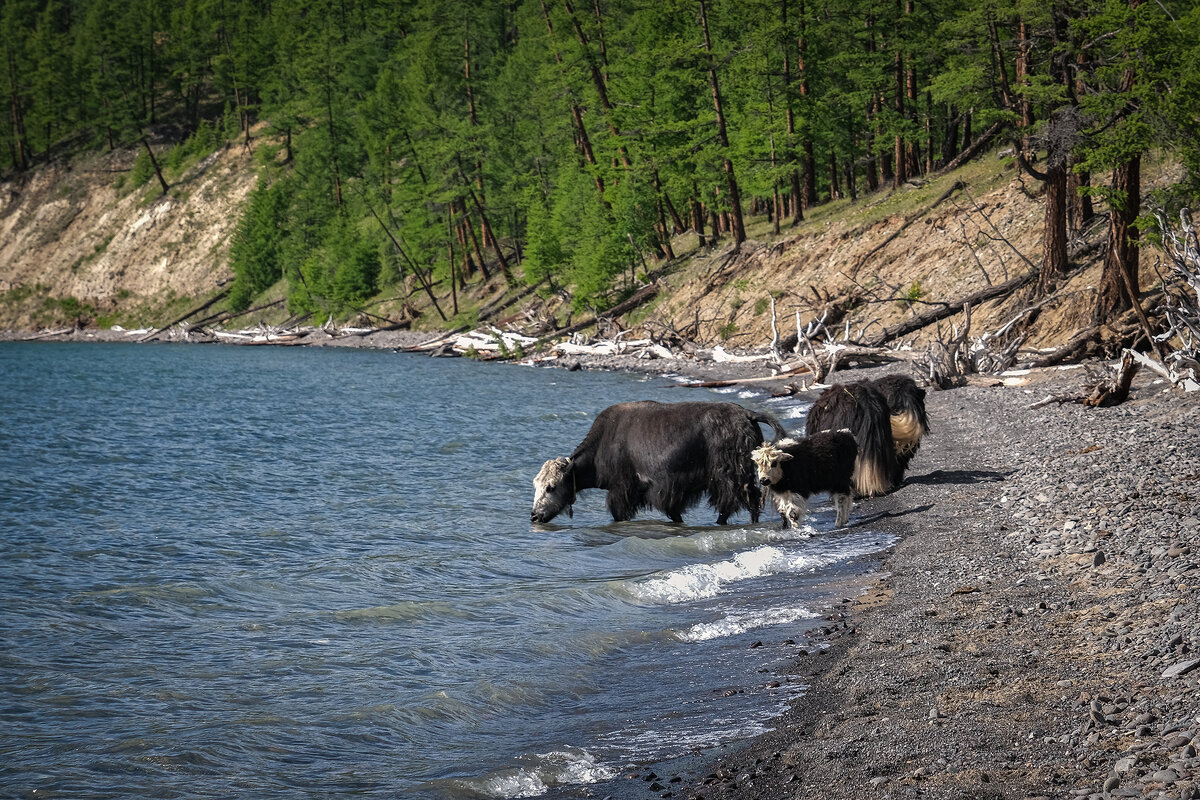 в Хубсугуле вкусная вода - Galina 