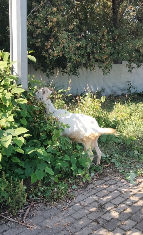 обитатели монастыря - Галина R... обитатели монастыря - Галина R...