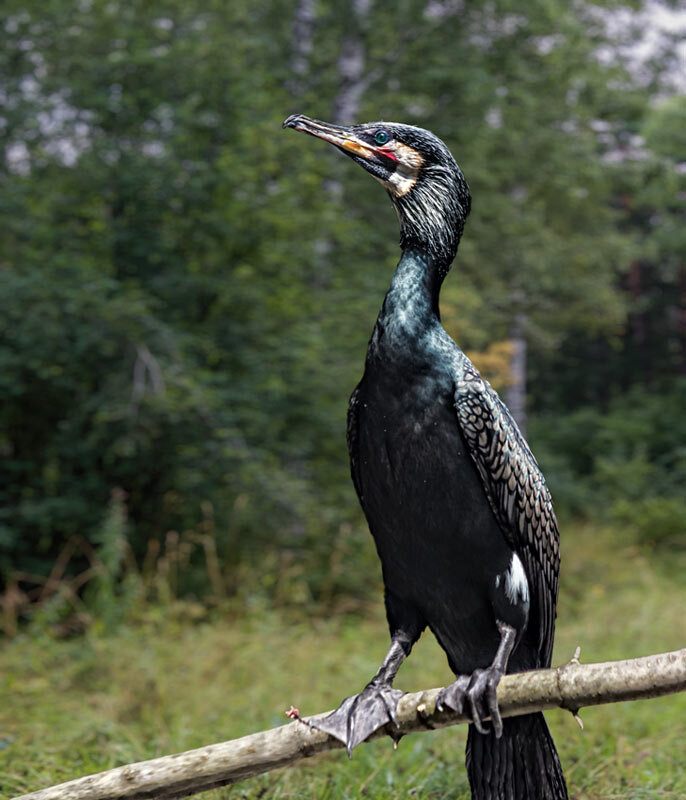 Баклан - SanSan 