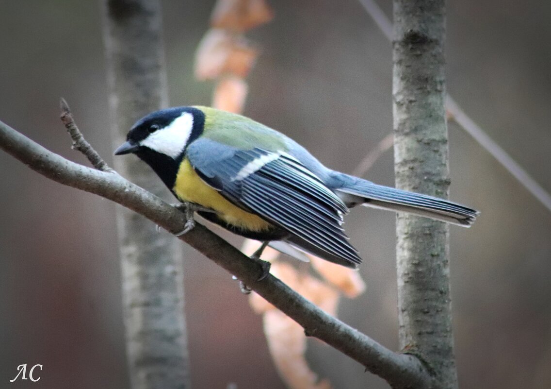 Фотосессия продолжается. - Любовь Сахарова