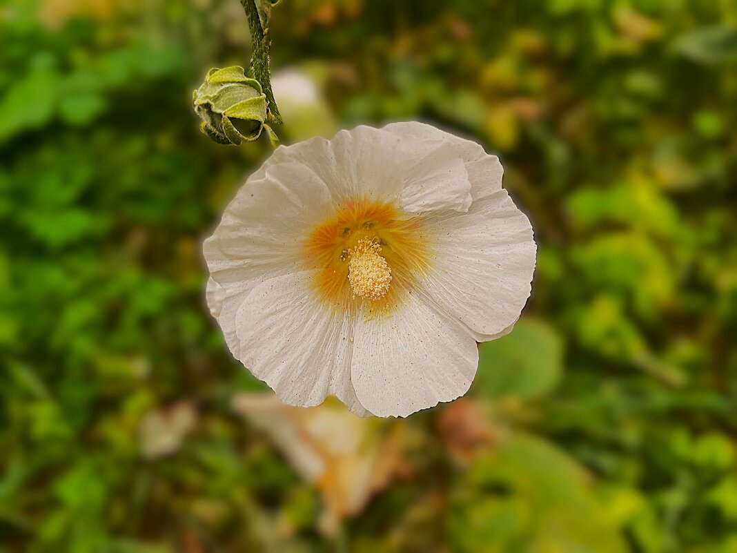 Красота осенняя... - Olga Oskolkova