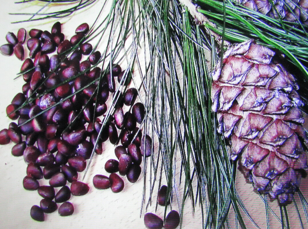 Орешки кедровые - Людмила Смородинская