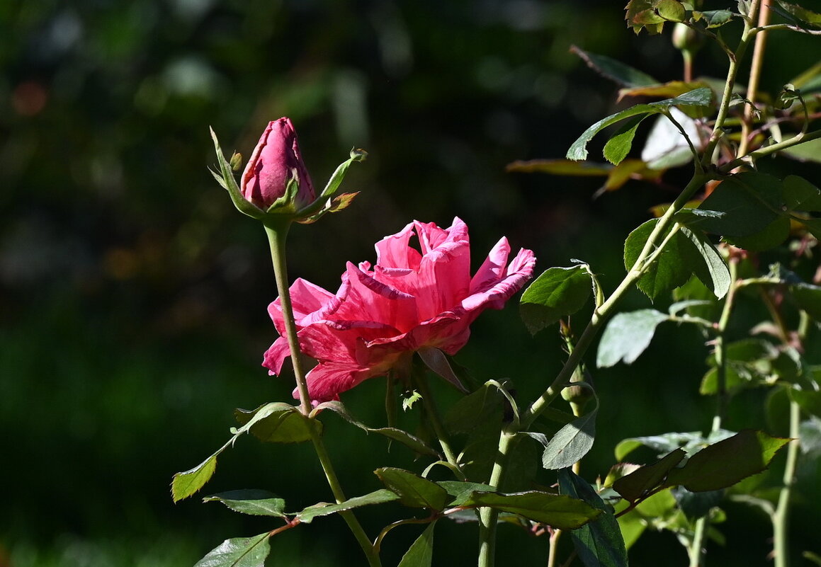 *** - Николай Саржанов *** - Николай Саржанов