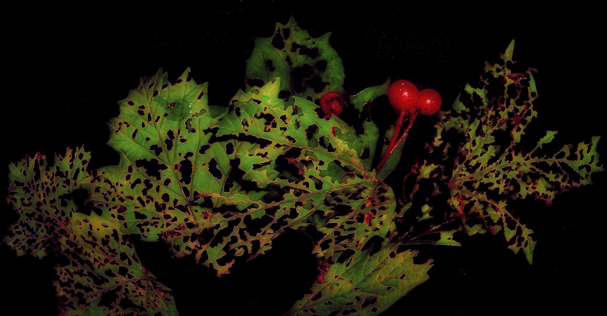 Последние ягоды. - Владимир Владимир