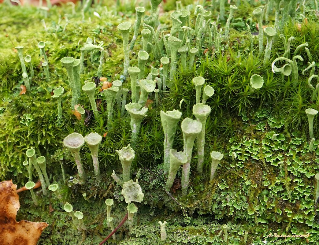 В мире мхов и лишайников - Андрей Заломленков