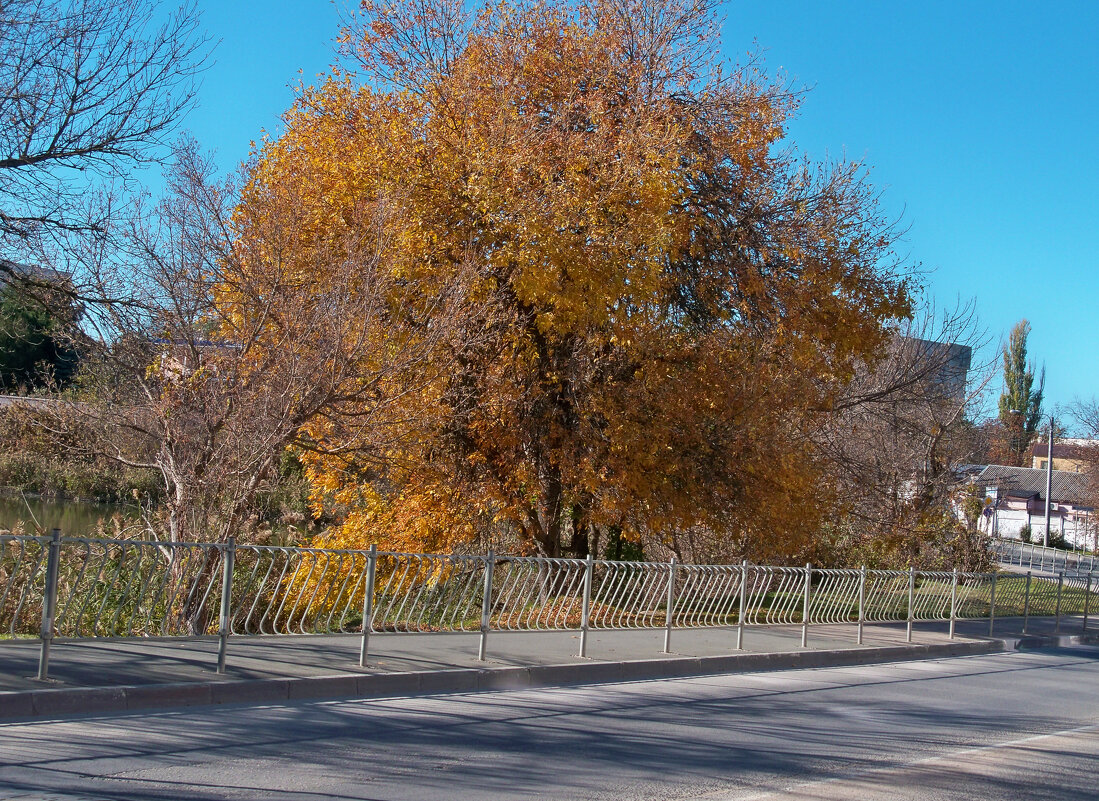 Золотое дерево - Валентин Семчишин