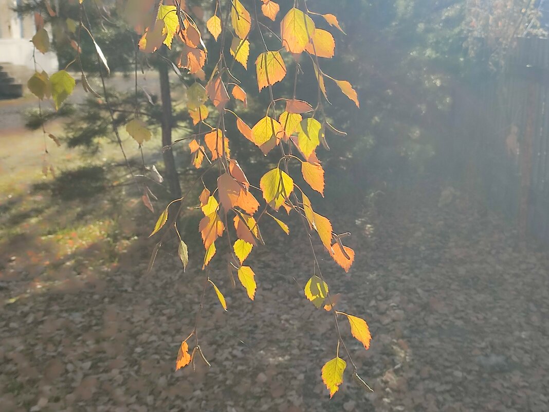 Туман - Валентина Богатко 