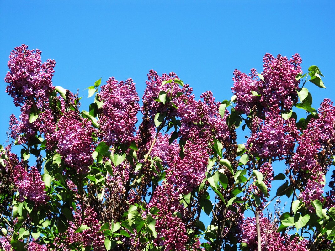 был апрель - Елена Шаламова был апрель - Елена Шаламова