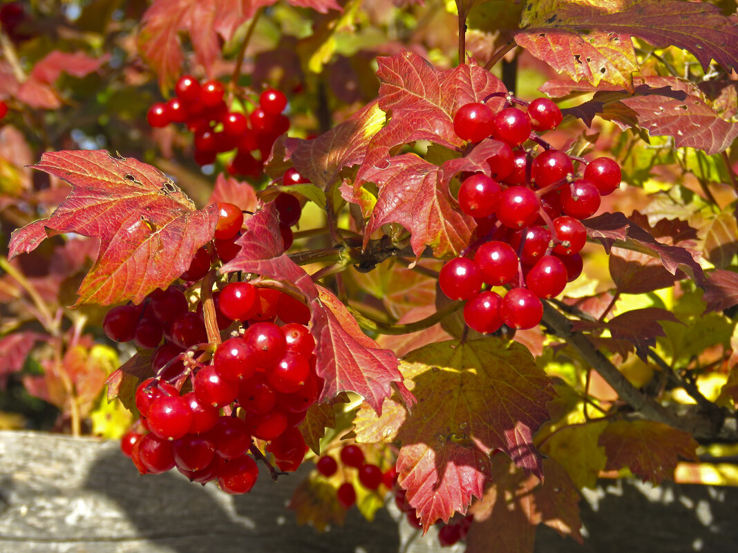 Хвалила себя калина, что она с медом хороша. - ИРЭН@ .