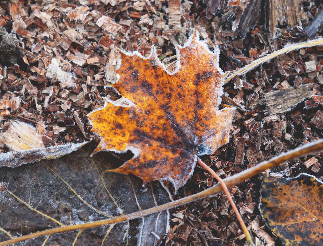 *** - Елена Kазак (selena1965)