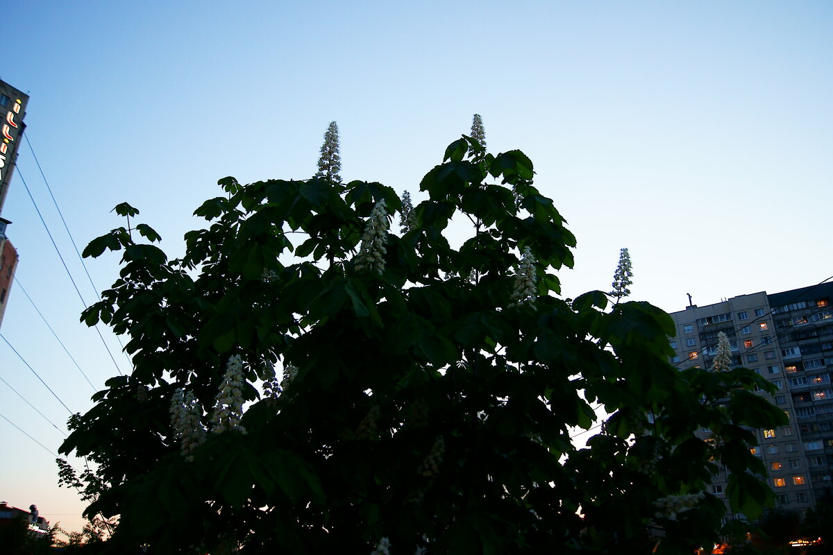 Современный Питер... Однажды майским вечером... 5 - Игорь Тельцов