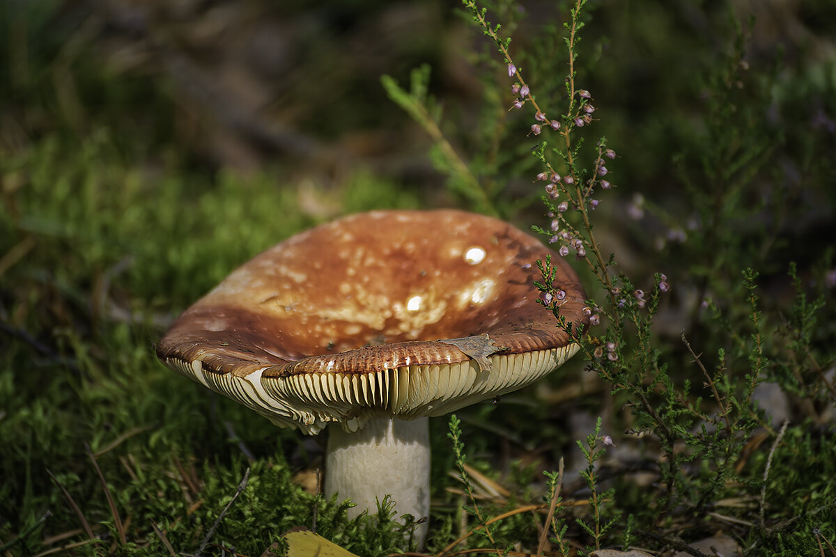 Сыроежка - Игорь Сикорский