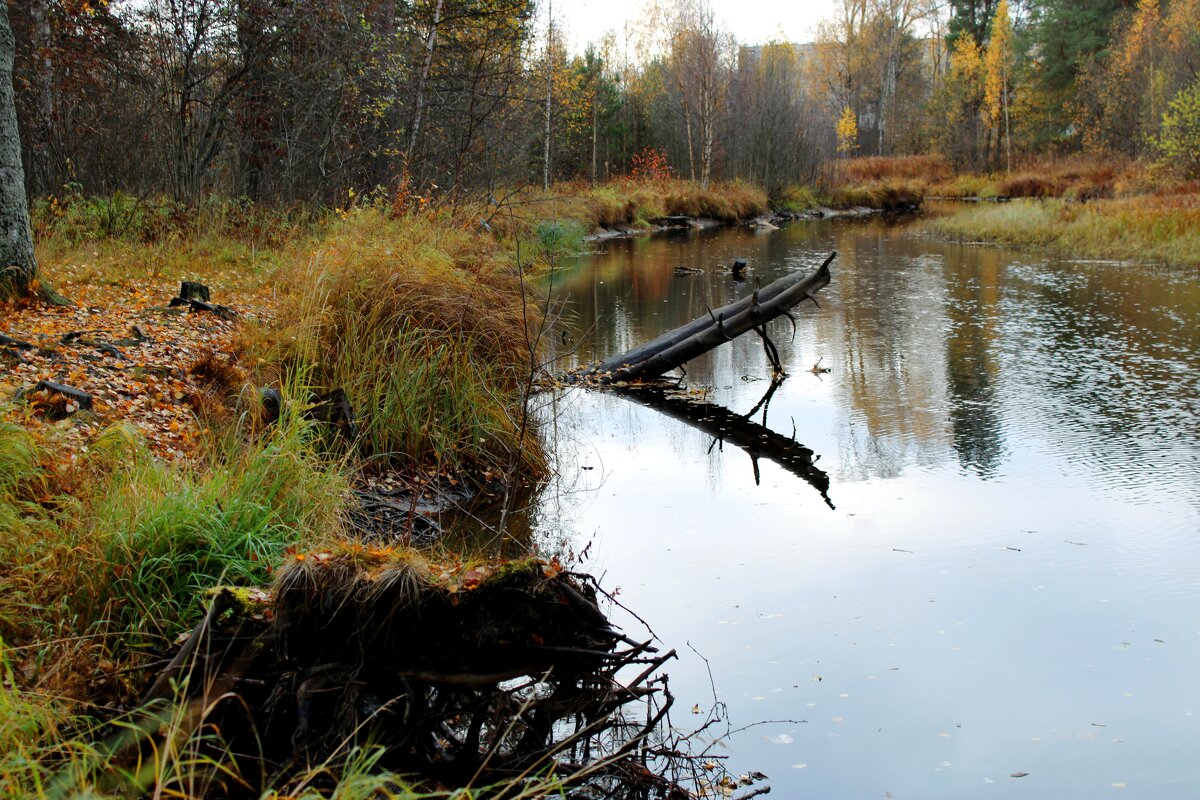 Осенняя вода - Мария Осенняя вода - Мария