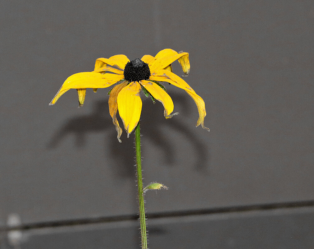 Умирание... - Светлана 