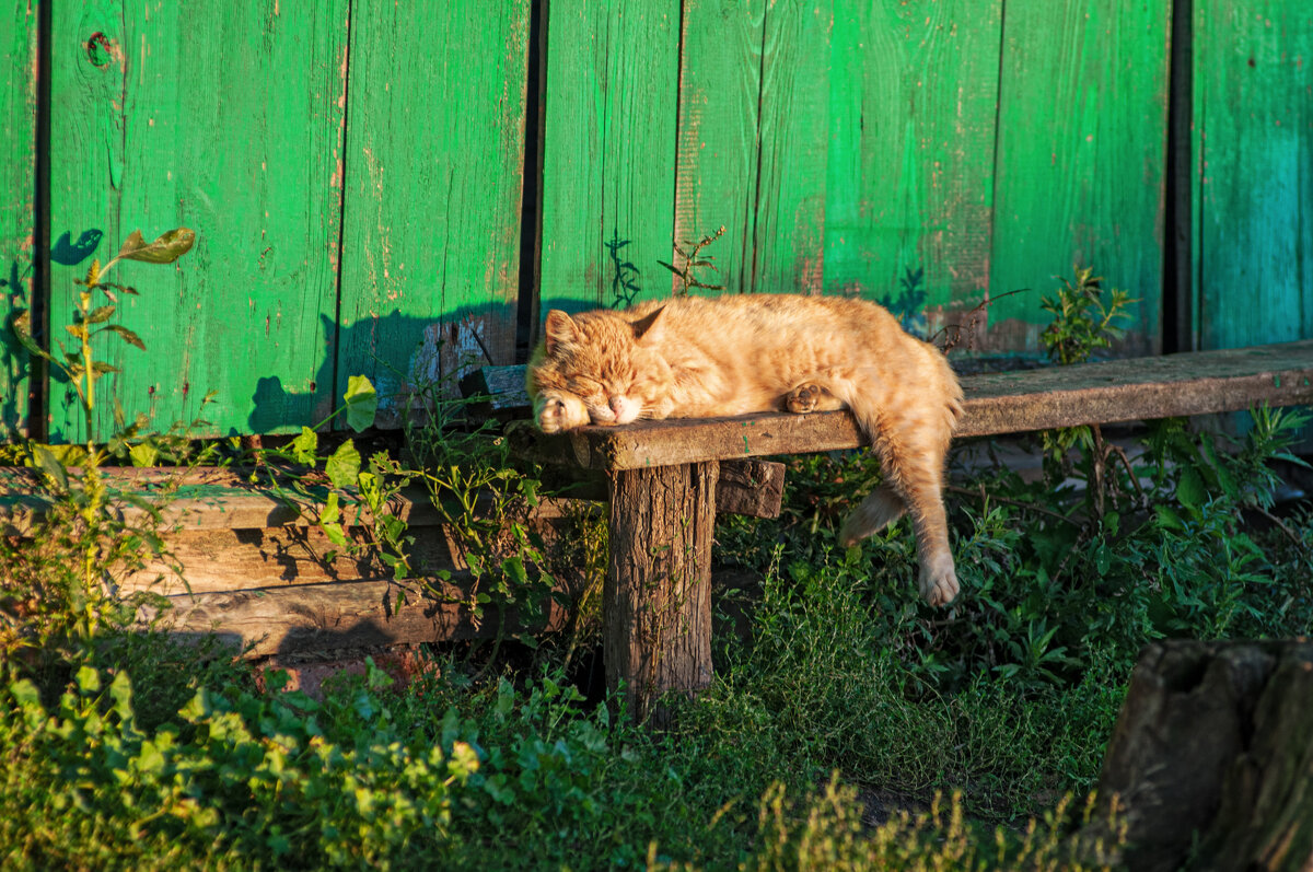 Жизнь хороша - Владимир Иванович
