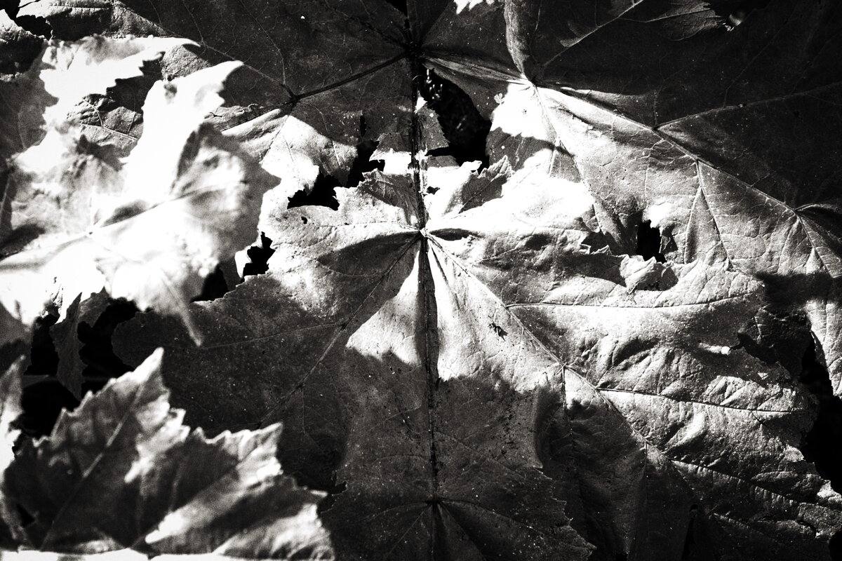 Фотография - Денис Безногов