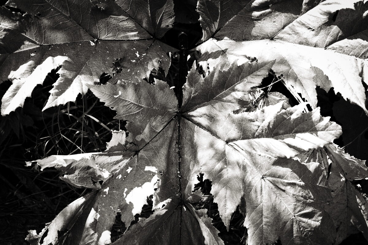 Фотография - Денис Безногов