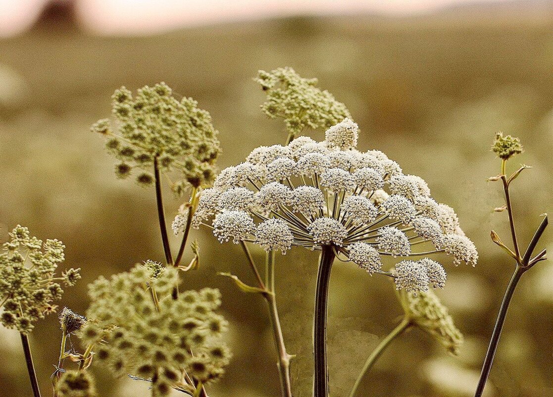 Фактура - ZNatasha -