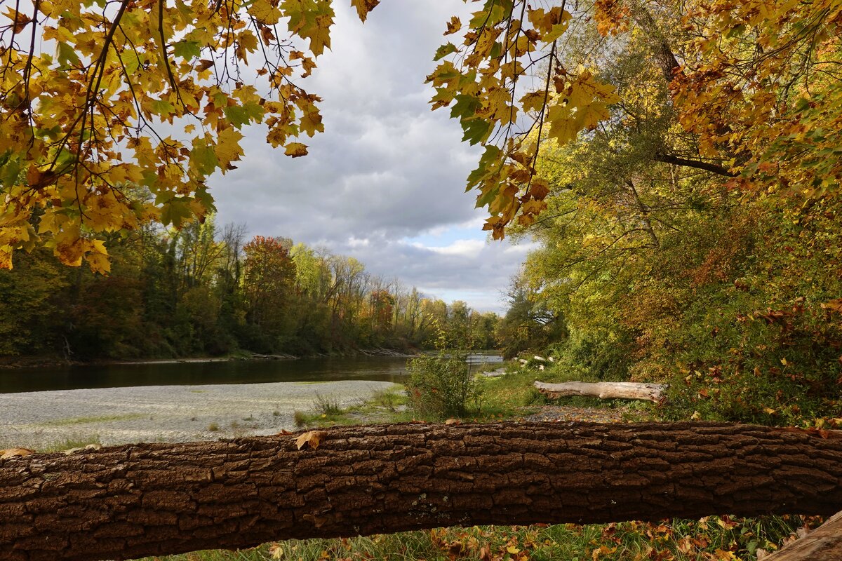 янтарными каплями мёда листва по деревьям течёт... - Галина 