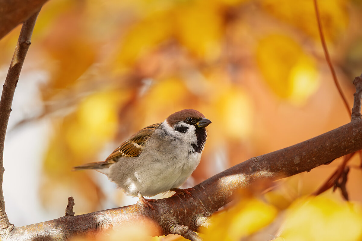 Воробушек - Alex Bush