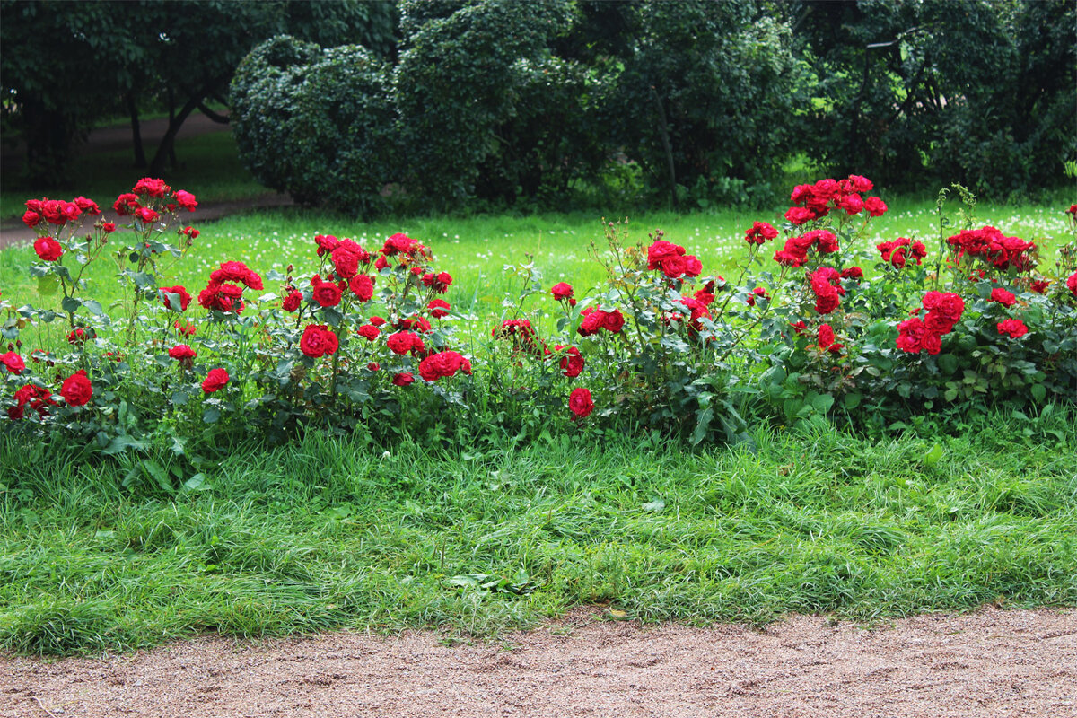 Роза флорибунда - Любовь ***