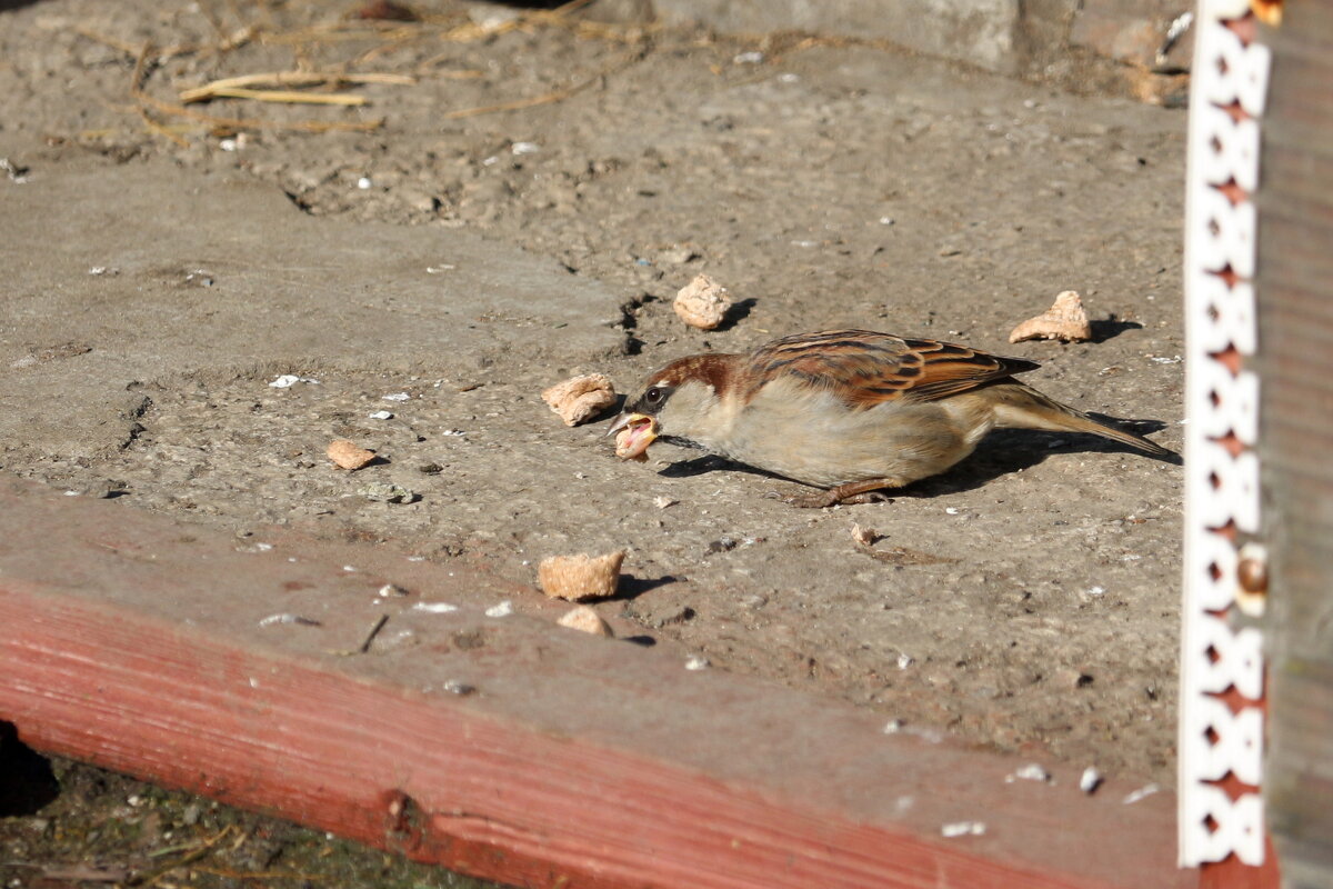 Воруют у Кузи корм.... - Андрей Катков