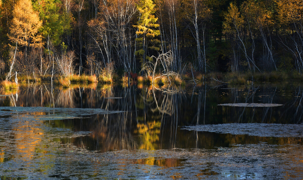 * - Наталья Покацкая