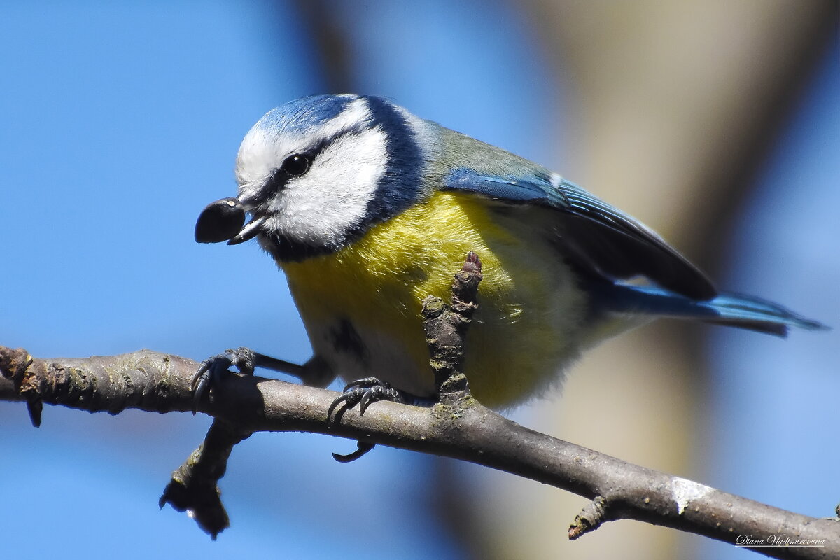 ЛАЗОРЕВКА. - DianaVladimirovna 