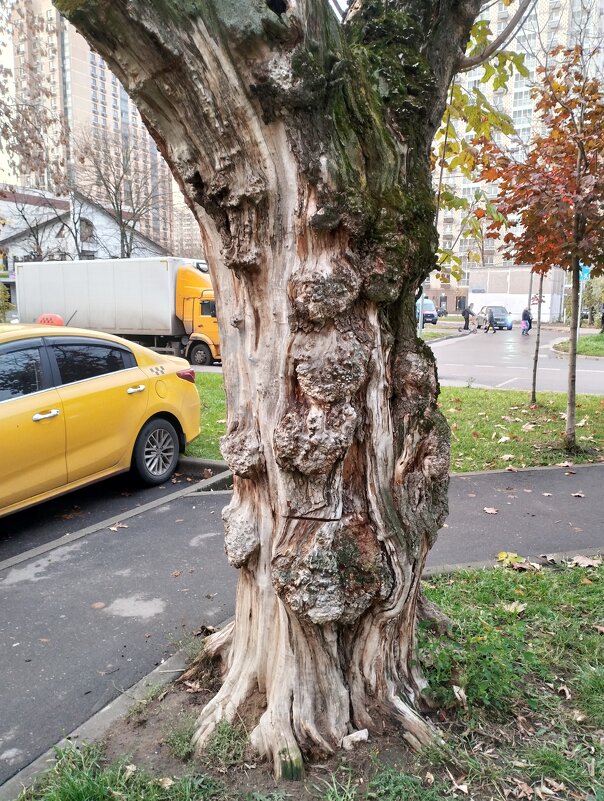 Выживает в городе - Сергей Лындин Выживает в городе - Сергей Лындин