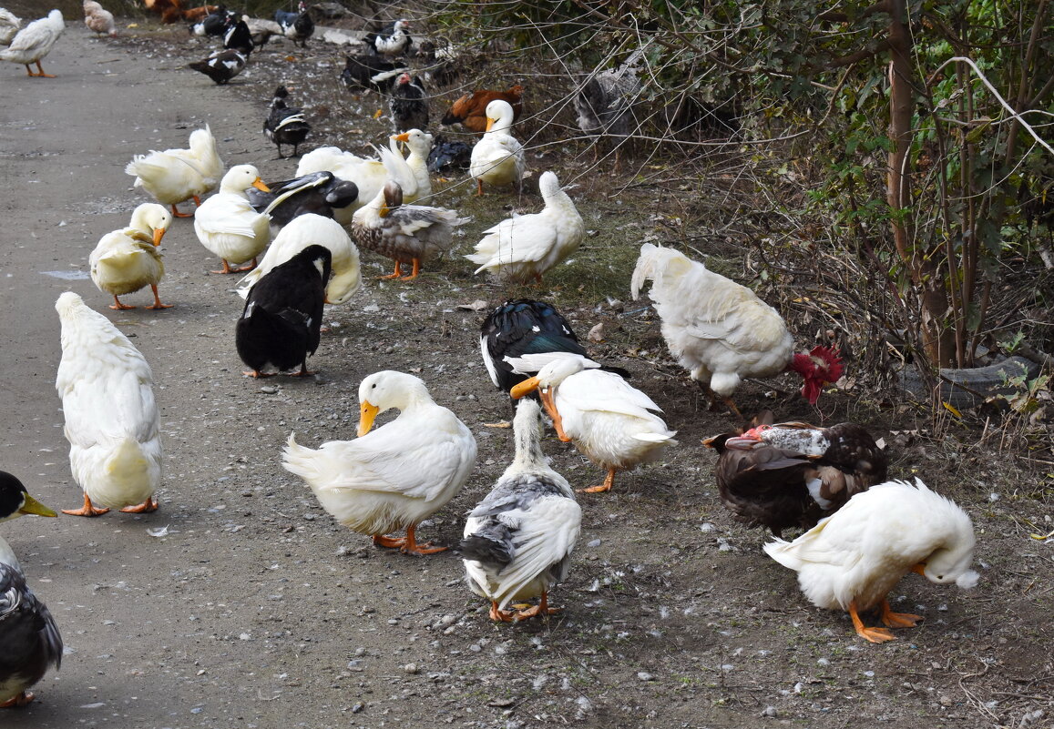 Чистим пёрышки... - Константин Штарк