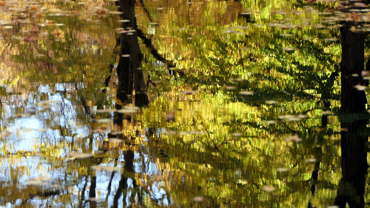 Если на деревьях Листья пожелтели, Если в край далекий - "The Natural World" Александер