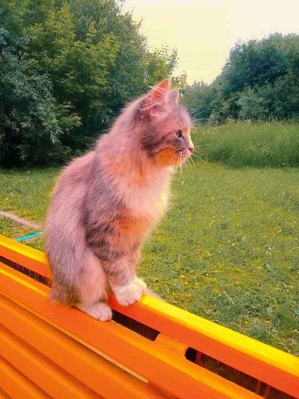 Летним днём - Сергей Кочнев