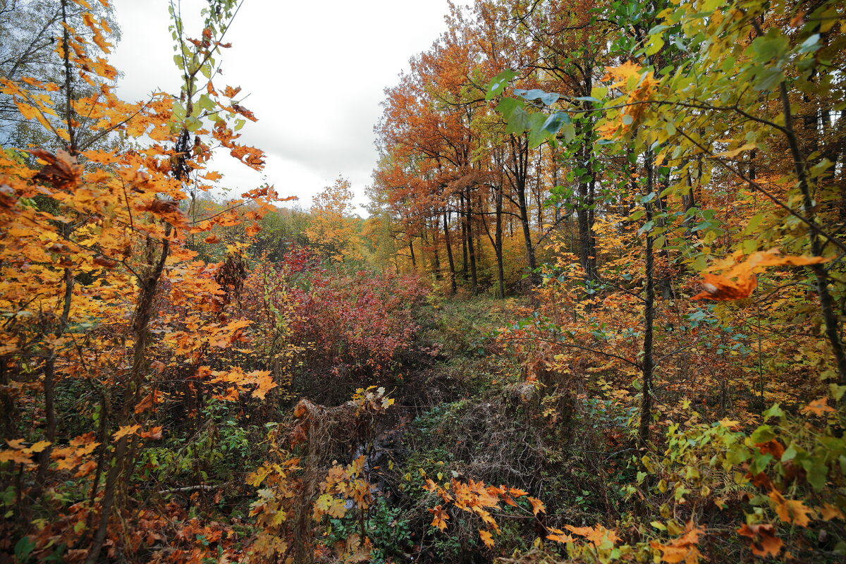 Октябрьская палитра. - Александр Алексеенко