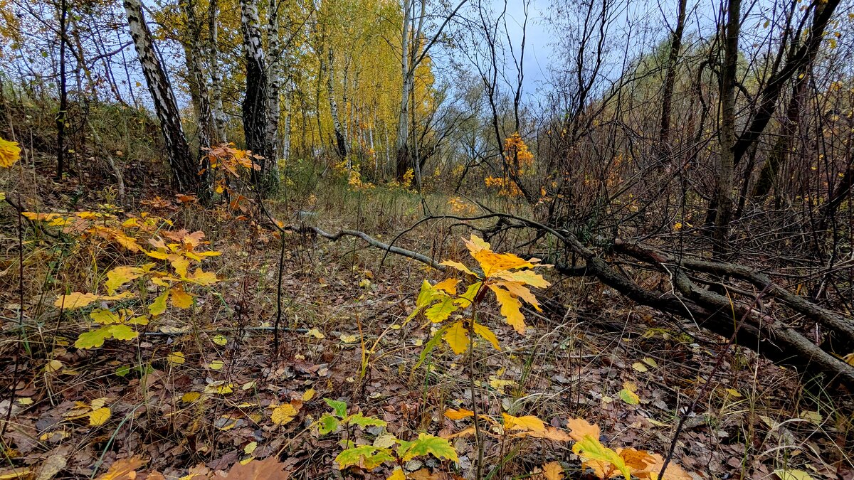 сюжеты октября  7 - Александр Прокудин