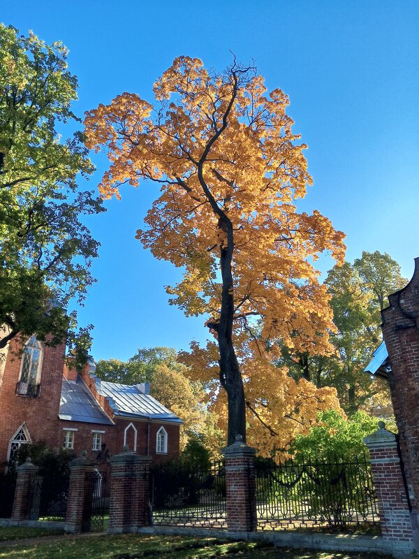 Осень - Сапсан 