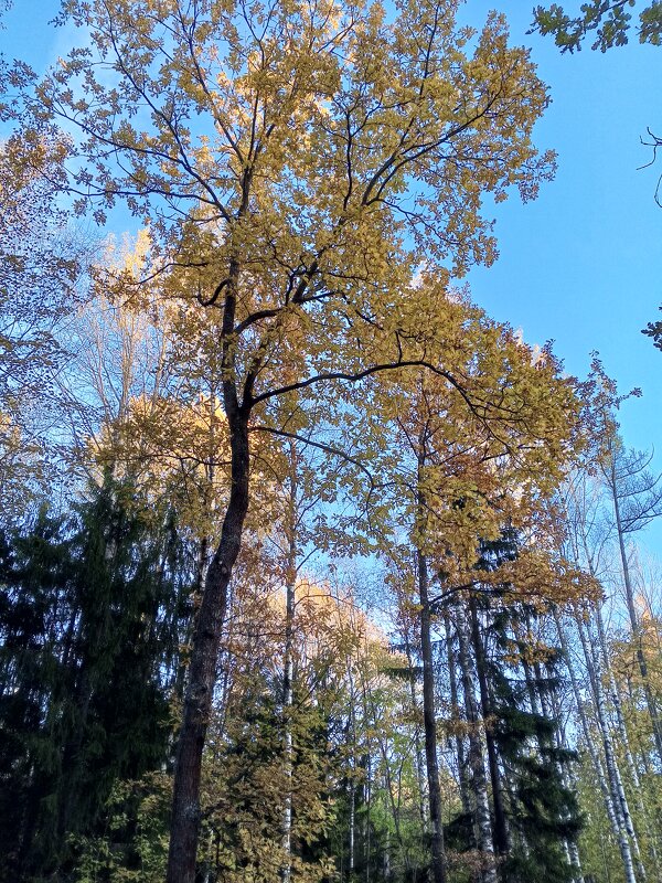 Осень - Сапсан 