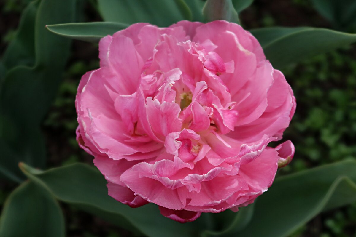 Тюльпан - Дмитрий И_