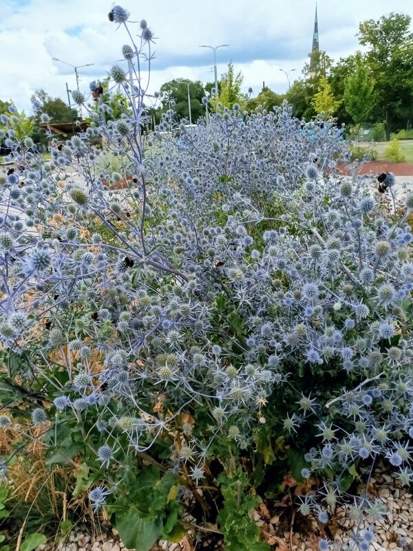 Синеголовник - Veera V Синеголовник - Veera V